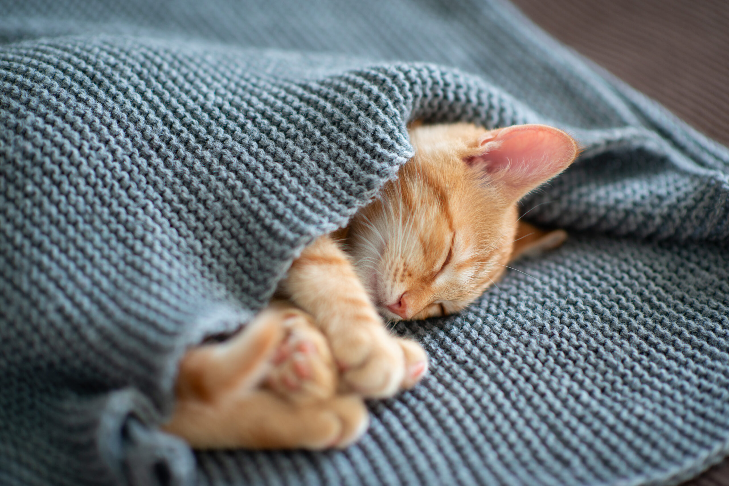 Cute red kitten sleeps on the back on sofa covered with a gray k