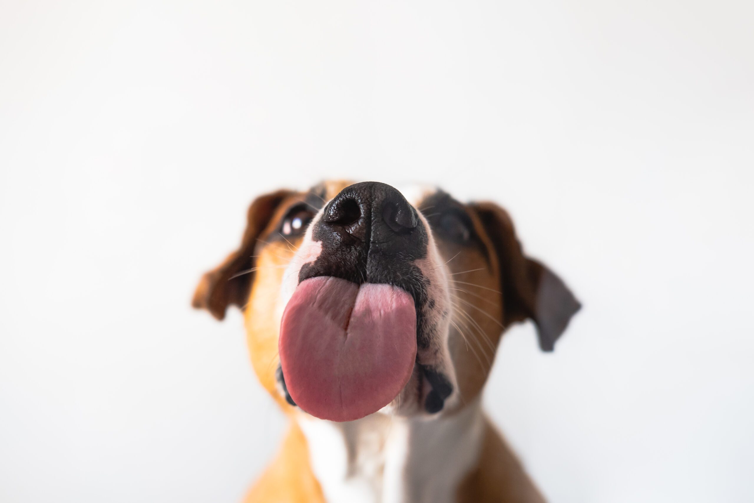 Dog with licking tongue, close-up view, shot through the glass.