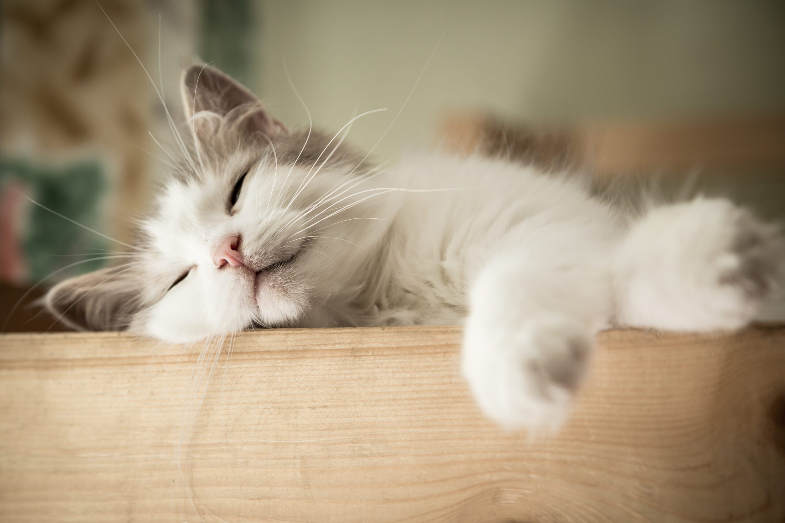 sweet sleep white cat