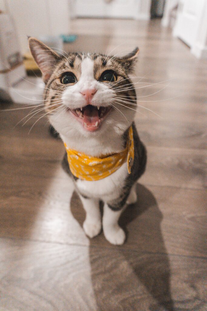 cute kitten with yellow neck band