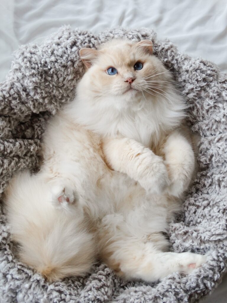 furry cat lying on her pet bed
