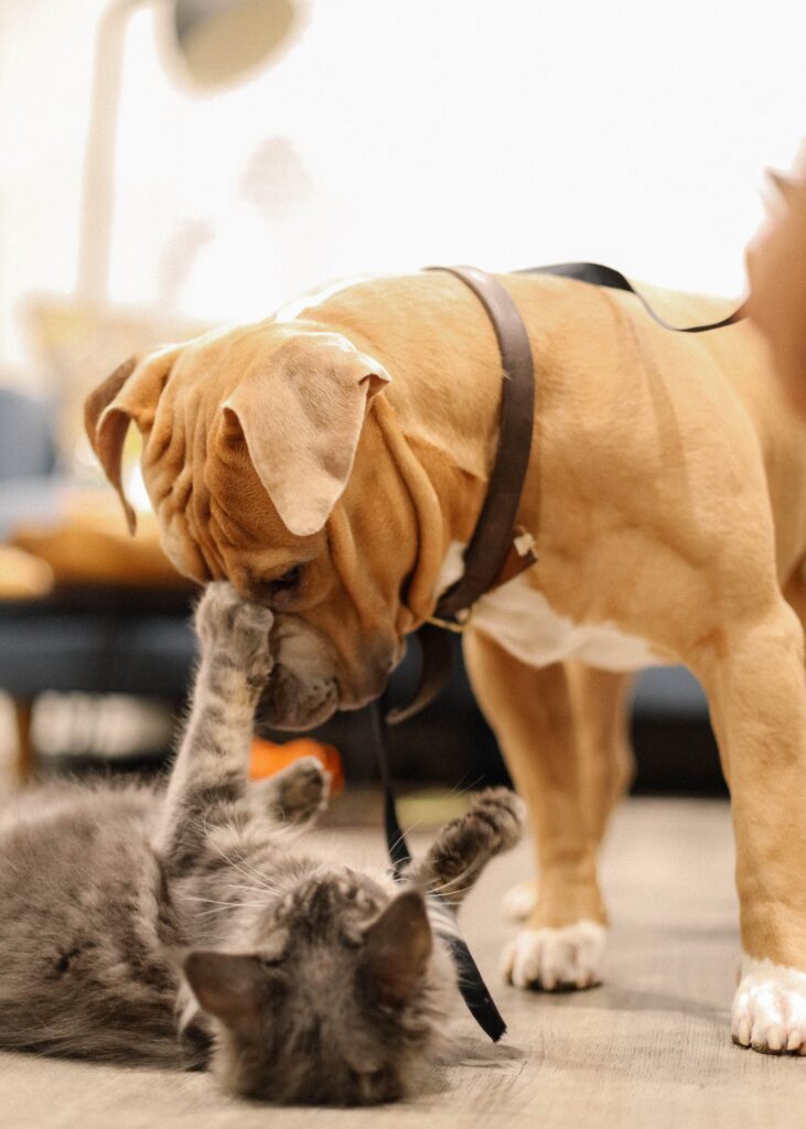 cat and dog playing with eachother