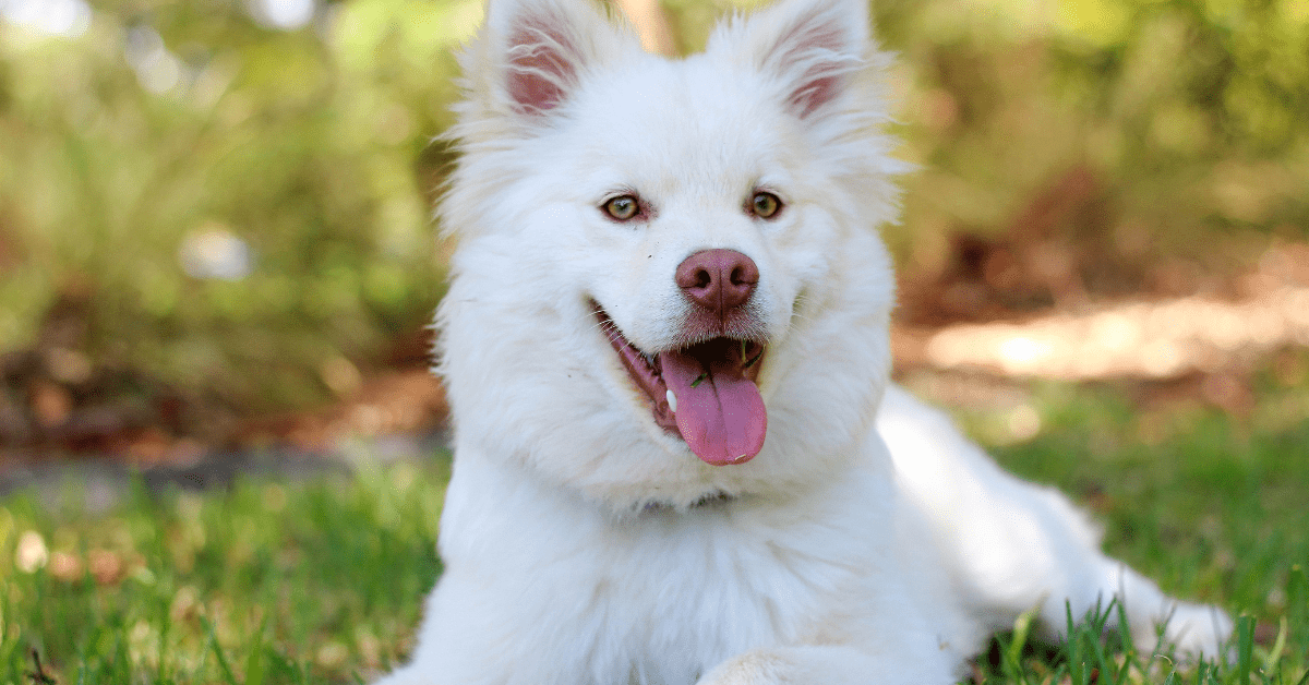 American Eskimo dog - dhpp vaccine dogs