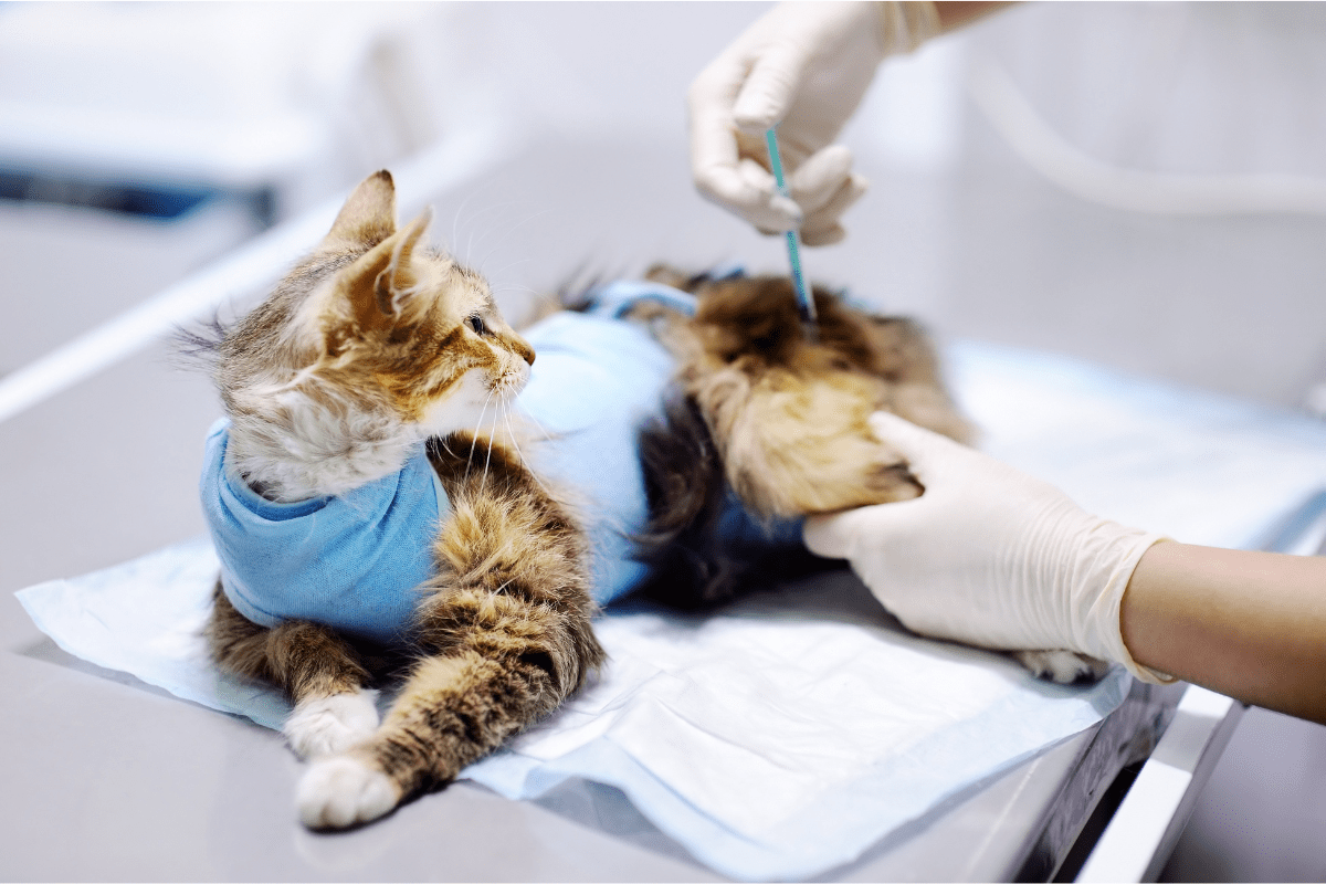 cat getting vaccinated - FVRCP Vaccine For Cats