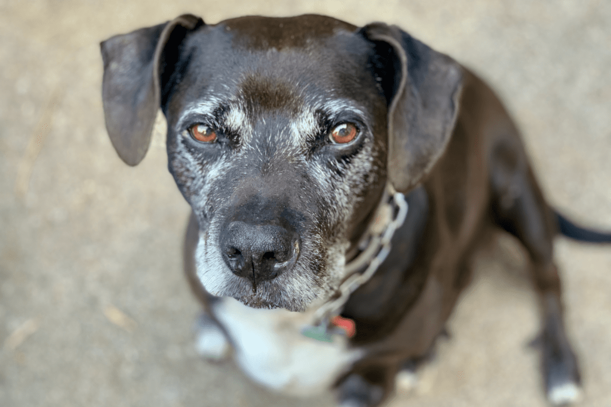 Hearing and Vision Loss In Dogs
