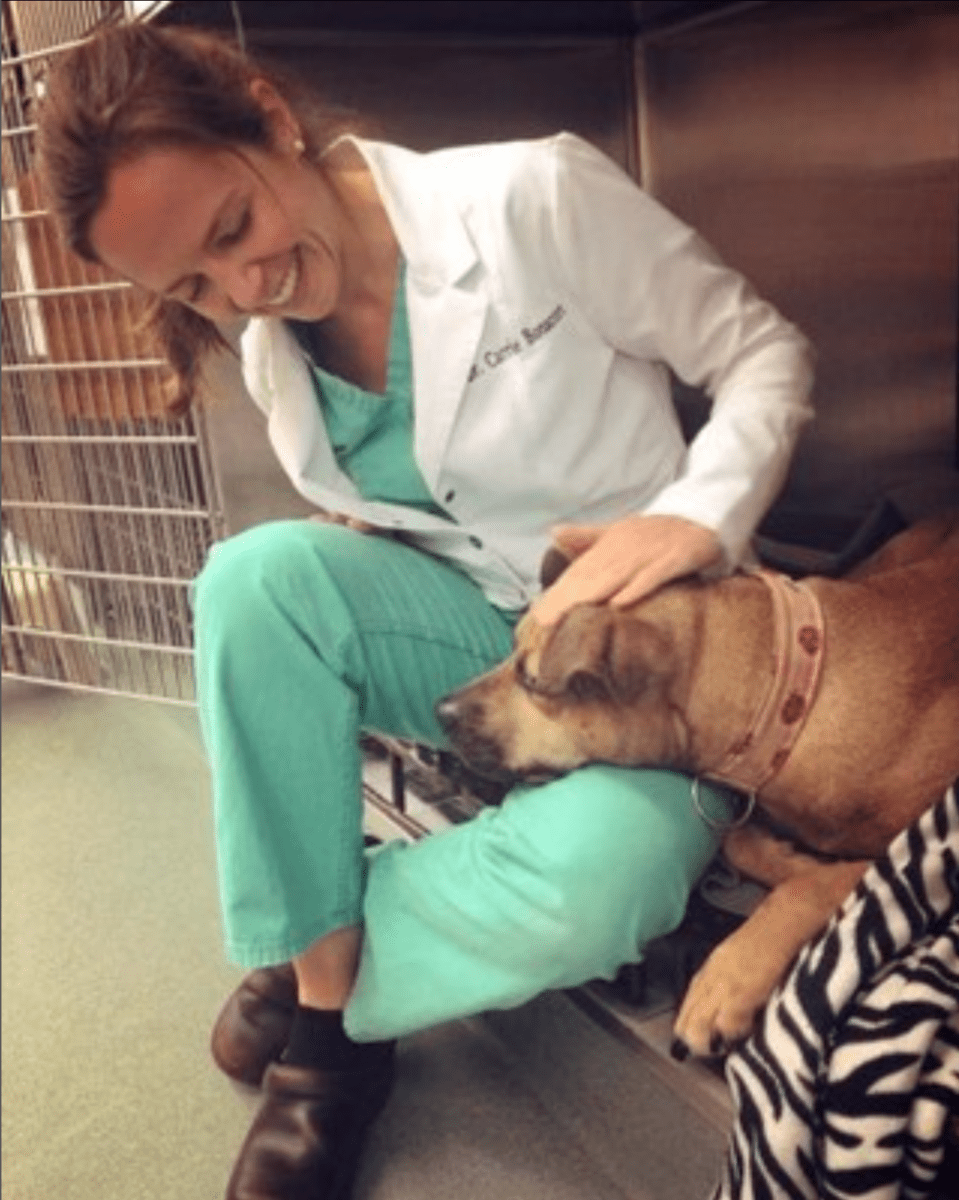 dog with a vet