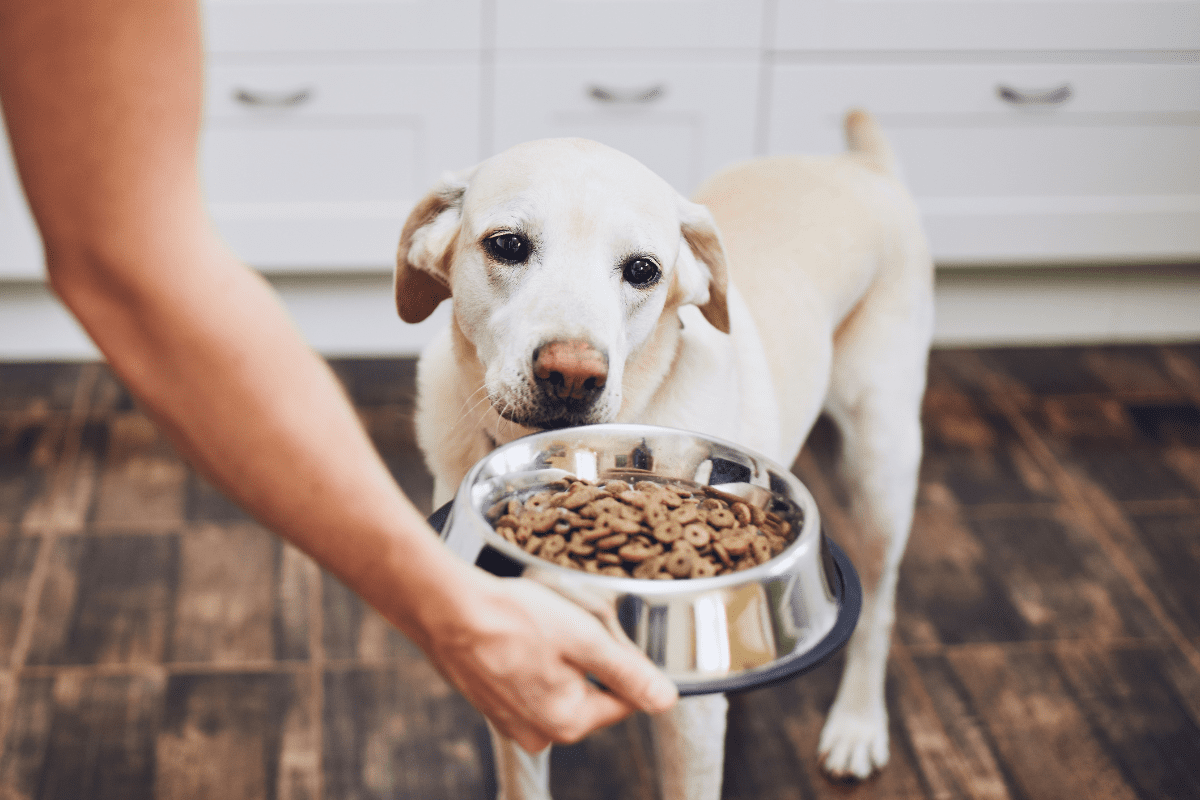 Maintain a Healthy Diet for Your Dog