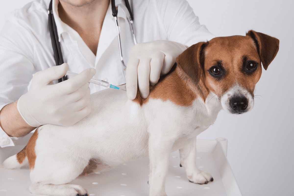 Vaccination Schedule For Pets Going To The United States