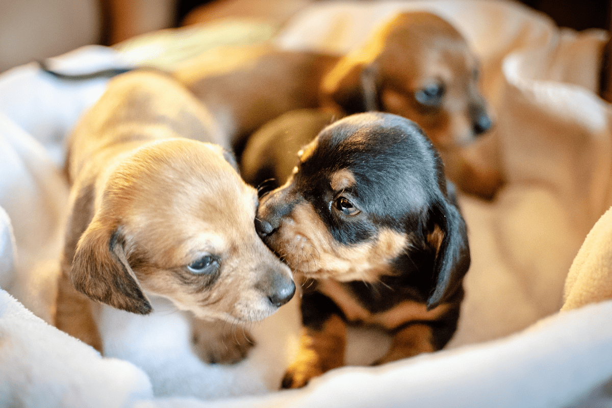 canine distemper puppies