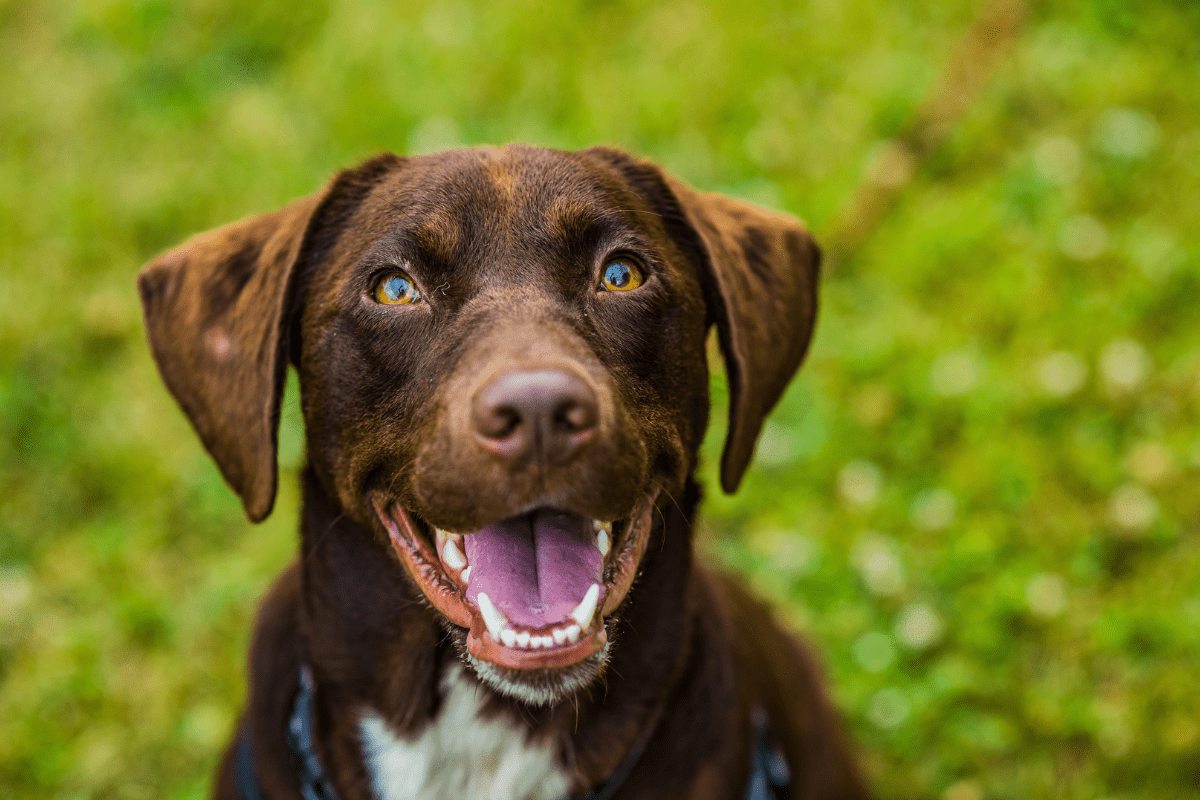 dental health in dogs