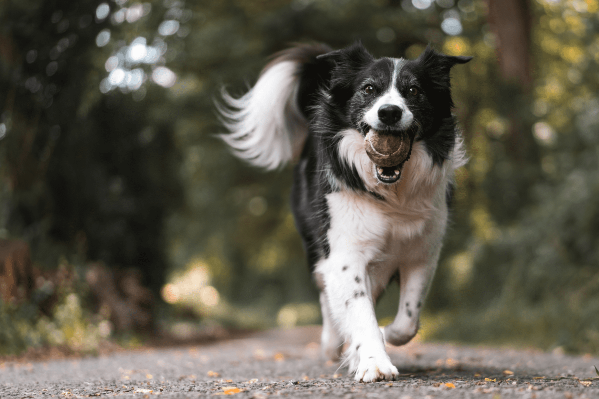 preventive care in dogs
