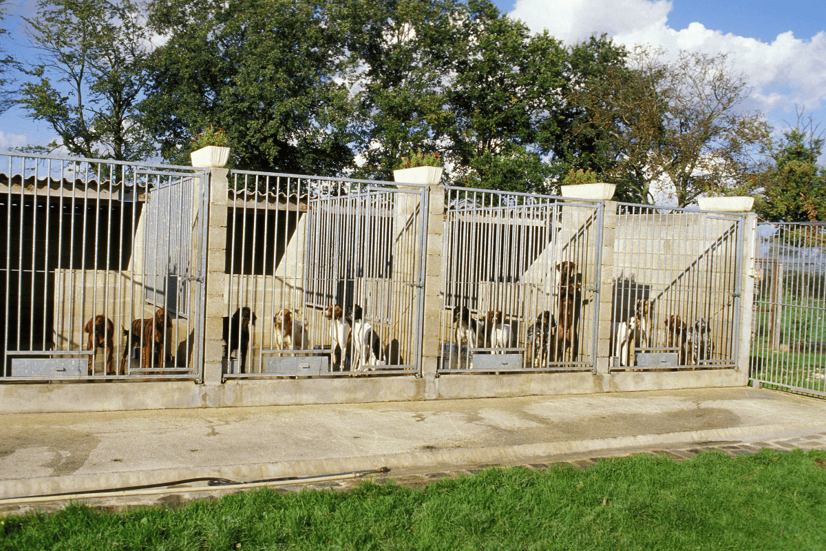 canine distemper kennel