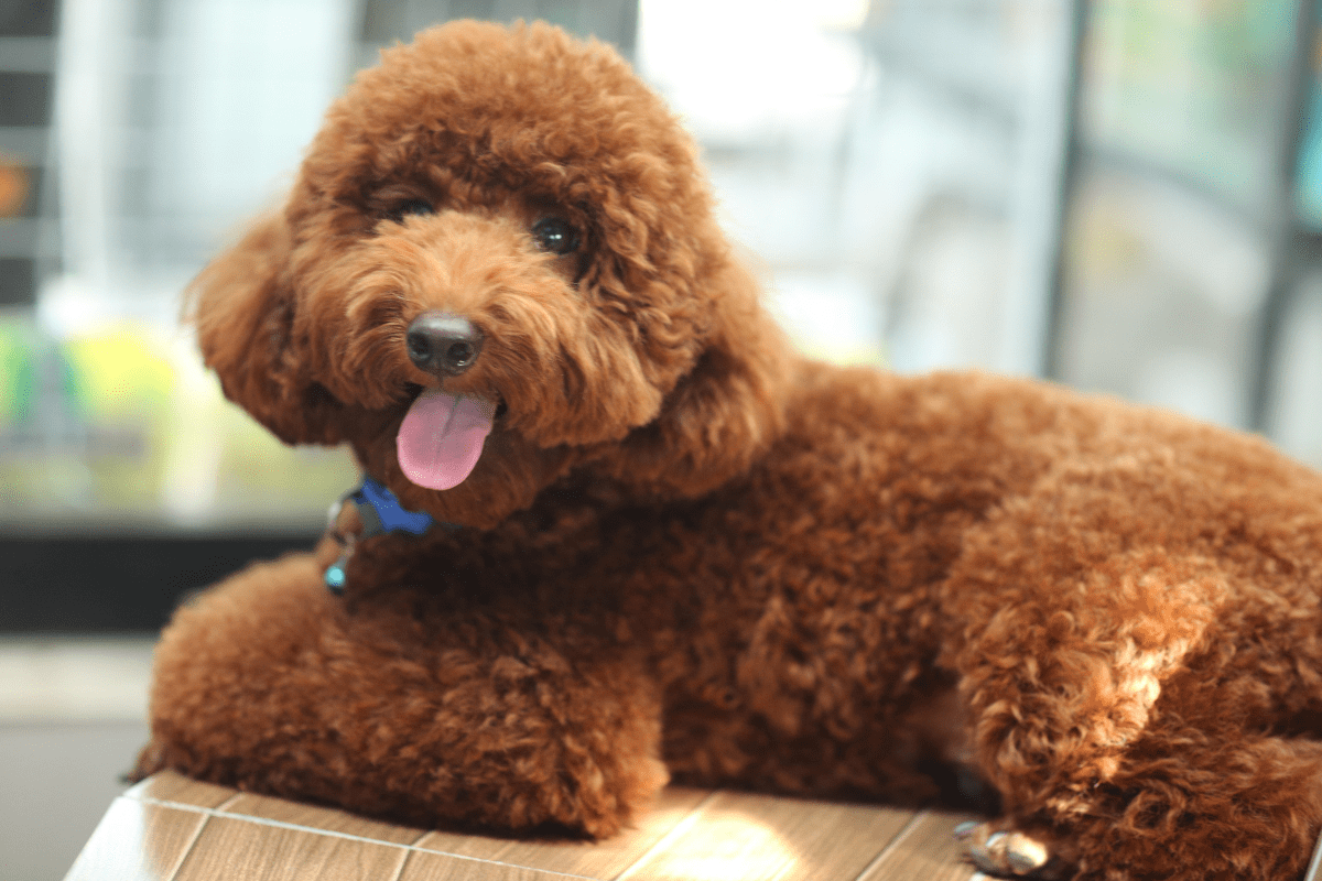 curly haired dog
