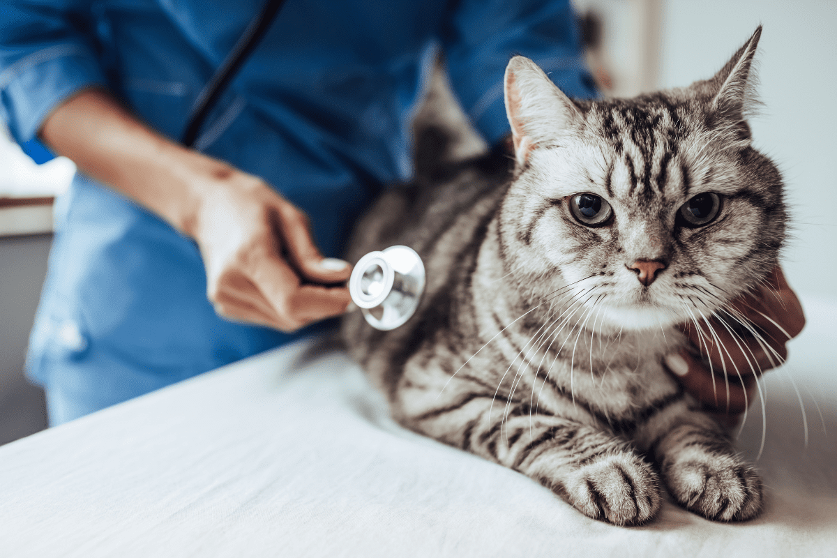 what is a pet wellness exam