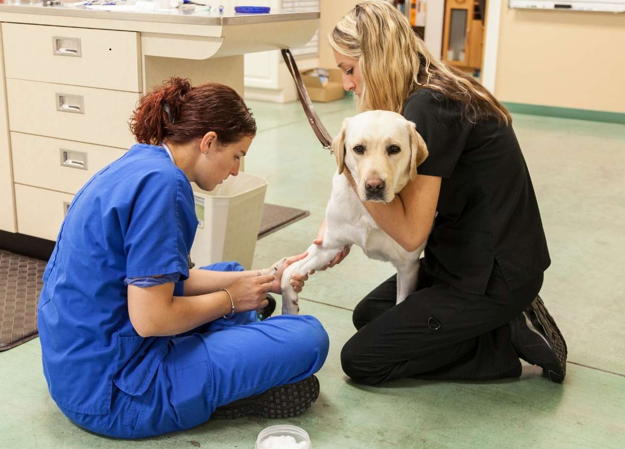 how to care for your pet after a fracture repair