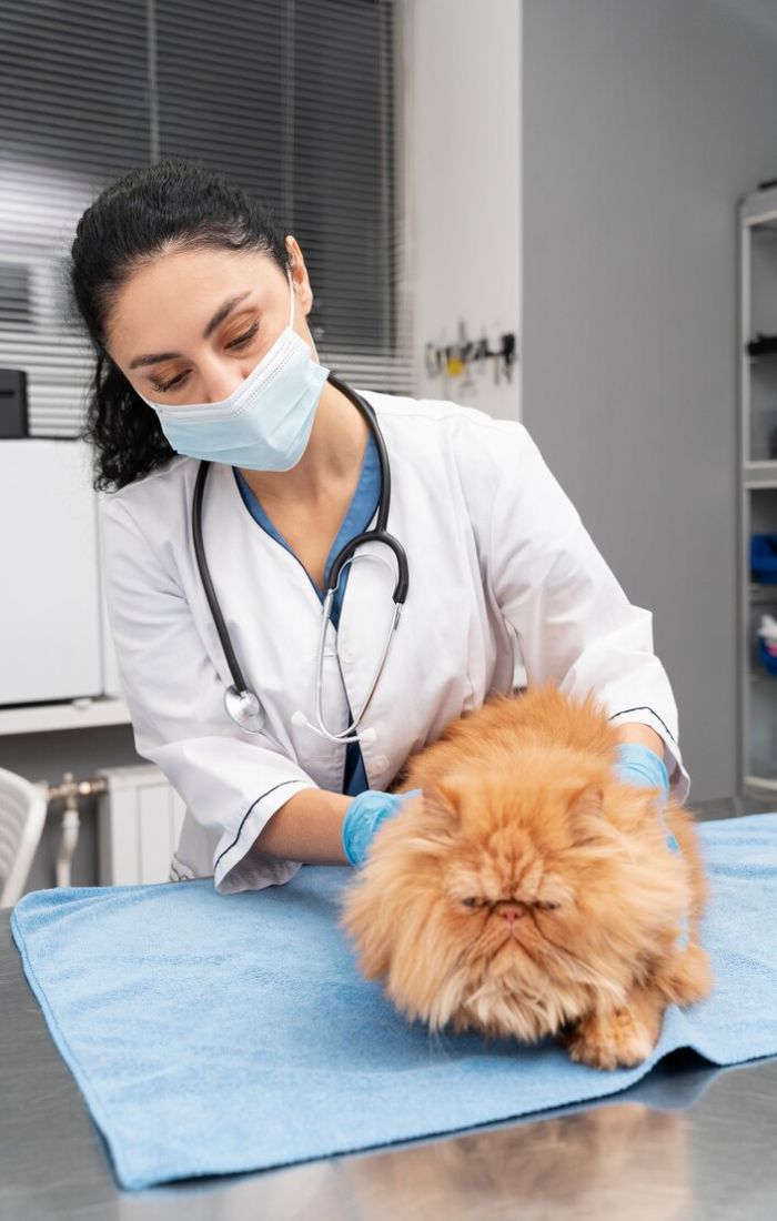 cat soft tissue surgery
