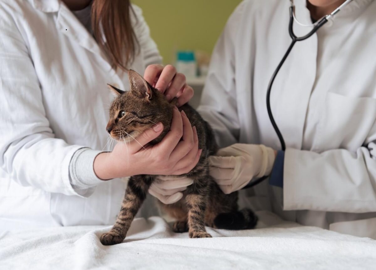 pet care tips for busy professionals