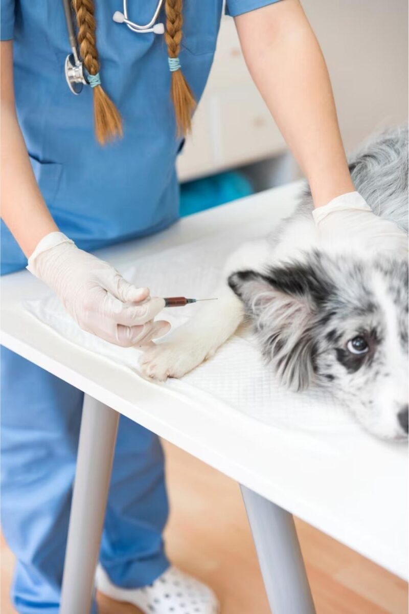 pet surgery