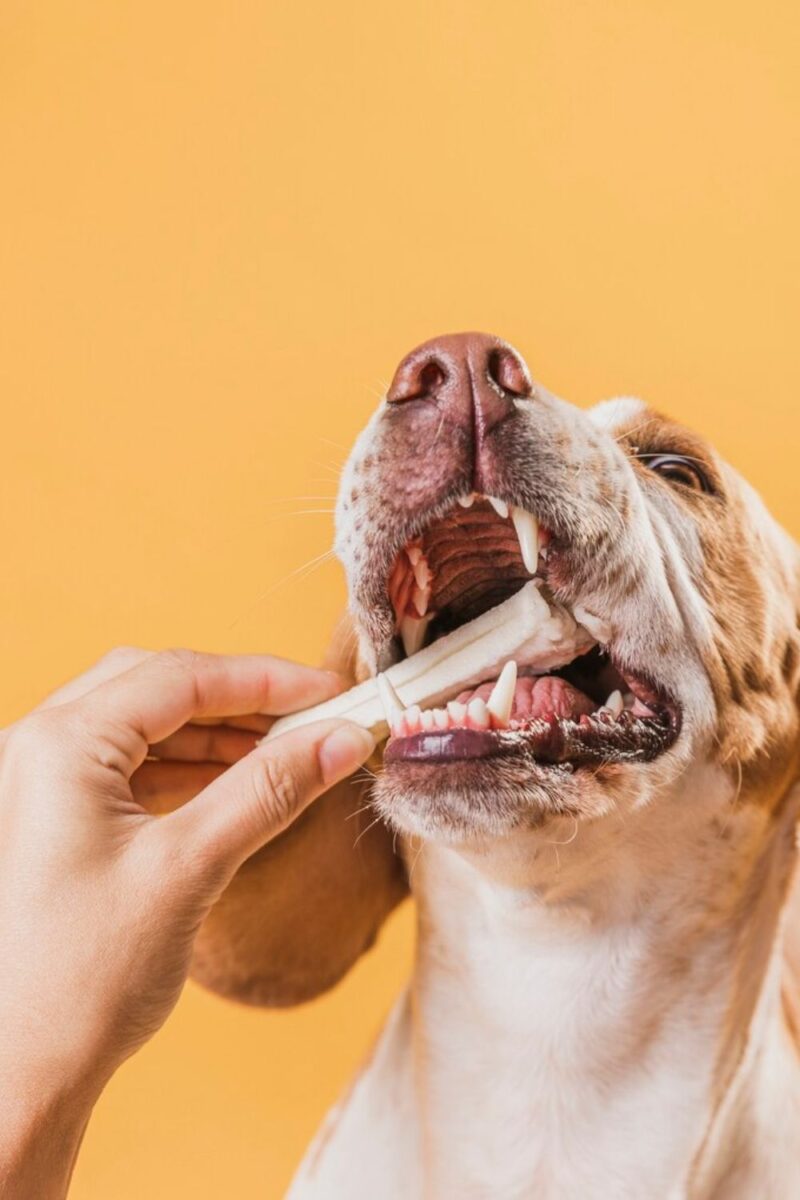 dog teeth cleaning