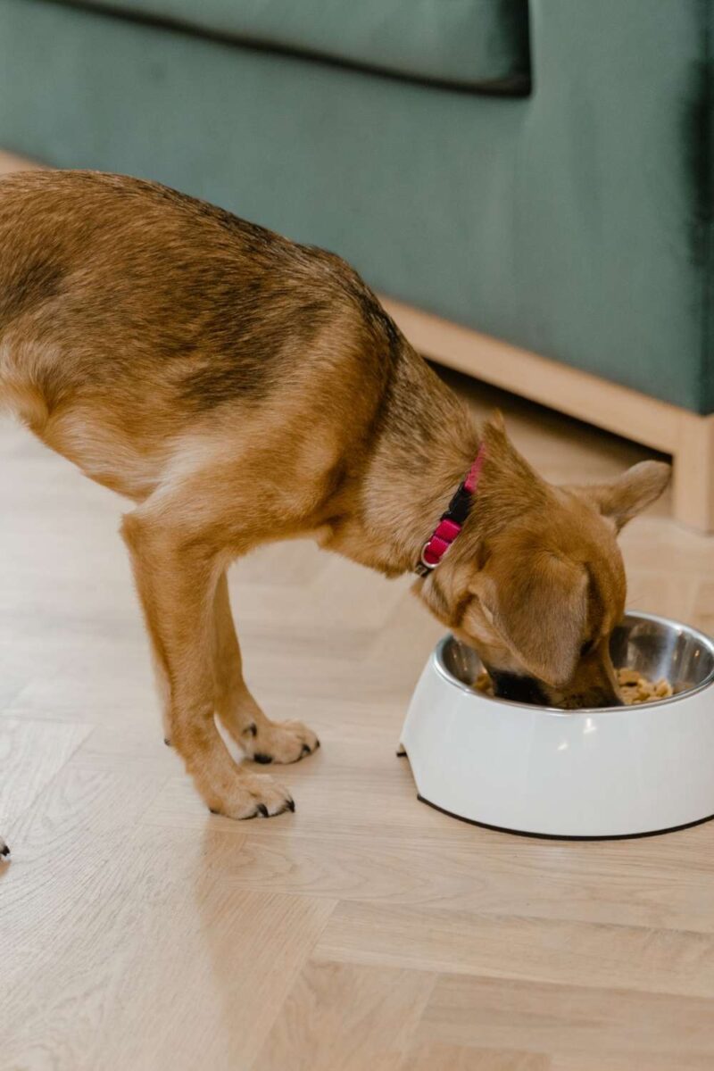 pet nutrition consulting