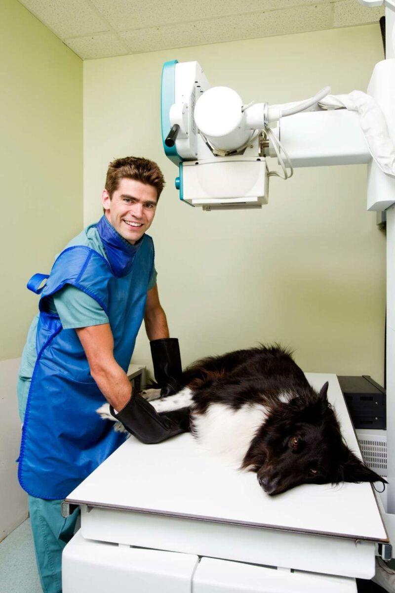 Pet Chiropractic